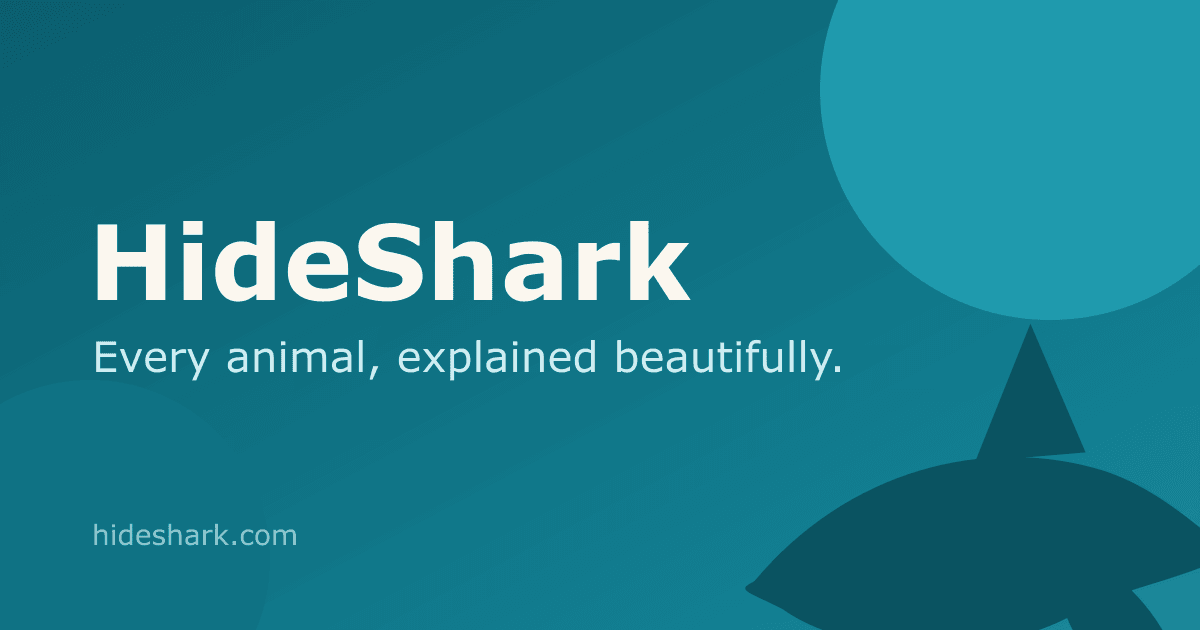Animals In Rivers River Frog — facts, diet, habitat & conservation · HideShark